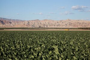 Crops are grown and harvested year round in the valley with migrant farm workers arriving at various parts of the year for peak harvest season of crops like grapes, broccoli and cauliflower.