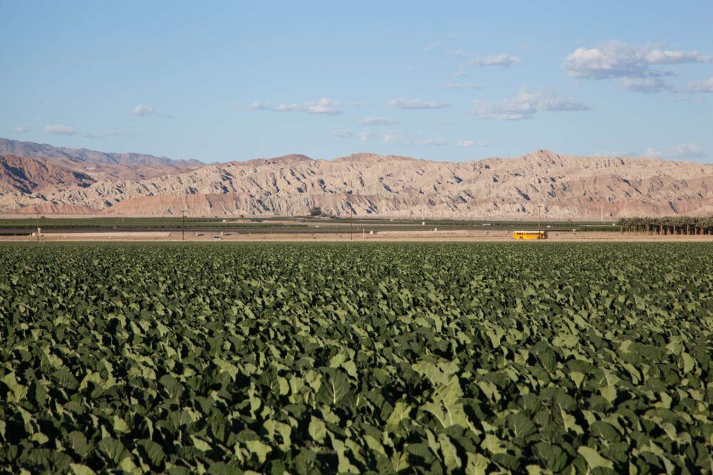 Crops are grown and harvested year round in the valley with migrant farm workers arriving at various parts of the year for peak harvest season of crops like grapes, broccoli and cauliflower.