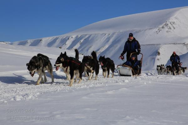 Tourists enjoy driving dog sleds in Longyearbyen, Svalbard, Norway.