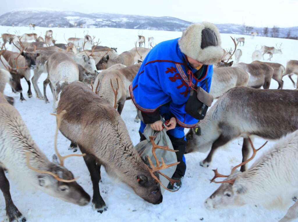 Johan Isak Oskal (quoted in story) feeds hungry reindeer from sack of specially-formulated feed since sheet of ice beneath snow prevents grazing in coastal pasture near Tromsø, Troms County, Norway, January 2015.