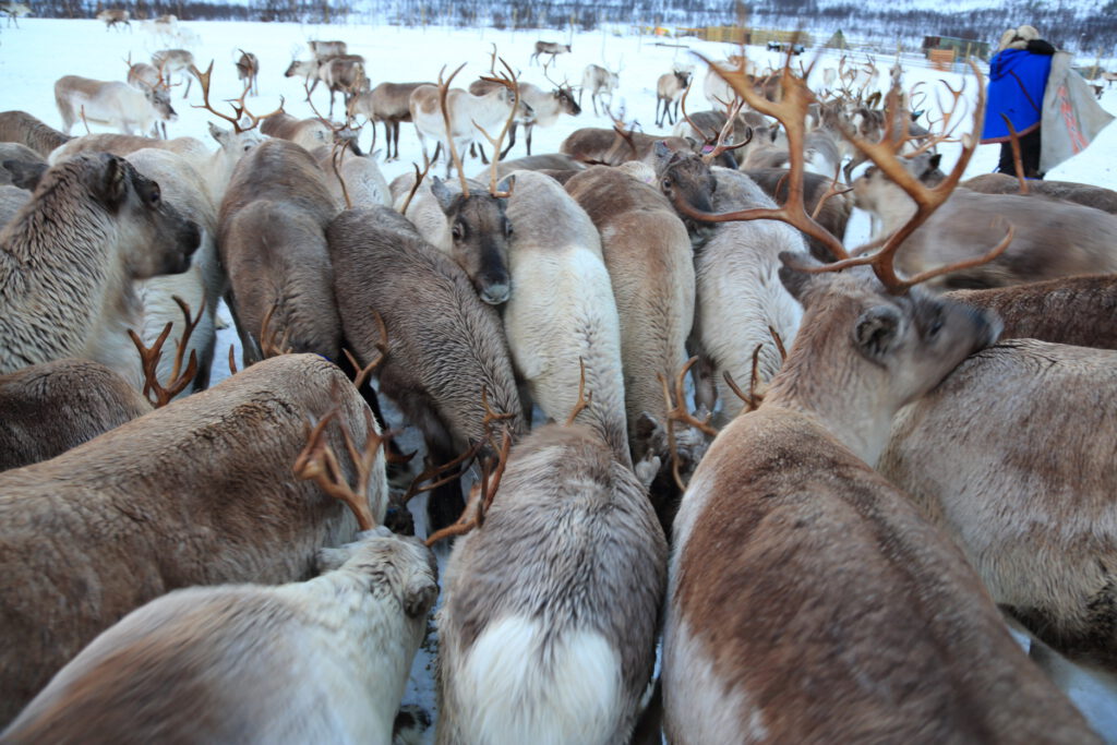 Hungry reindeer crowd together to feast on specially-formulated, expensive feed in coastal pasture where they were confined until January 2015 due to unusually early November snows that stranded them near Tromsø, Troms County.