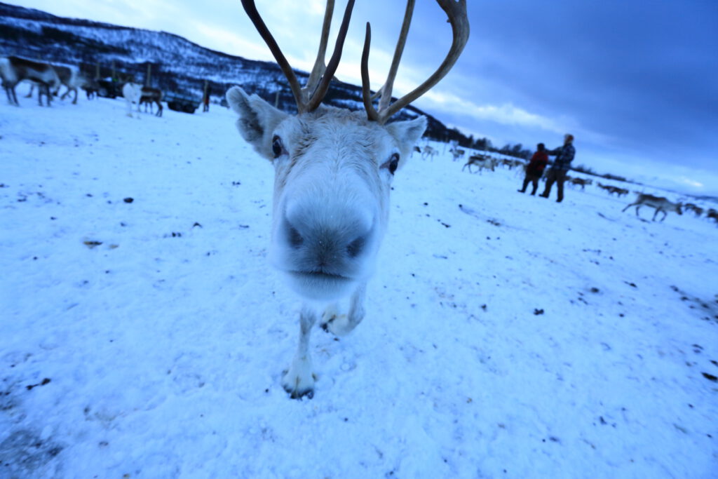 Curious reindeer walks toward camera in icy pasture near Tromsø in January 2015.