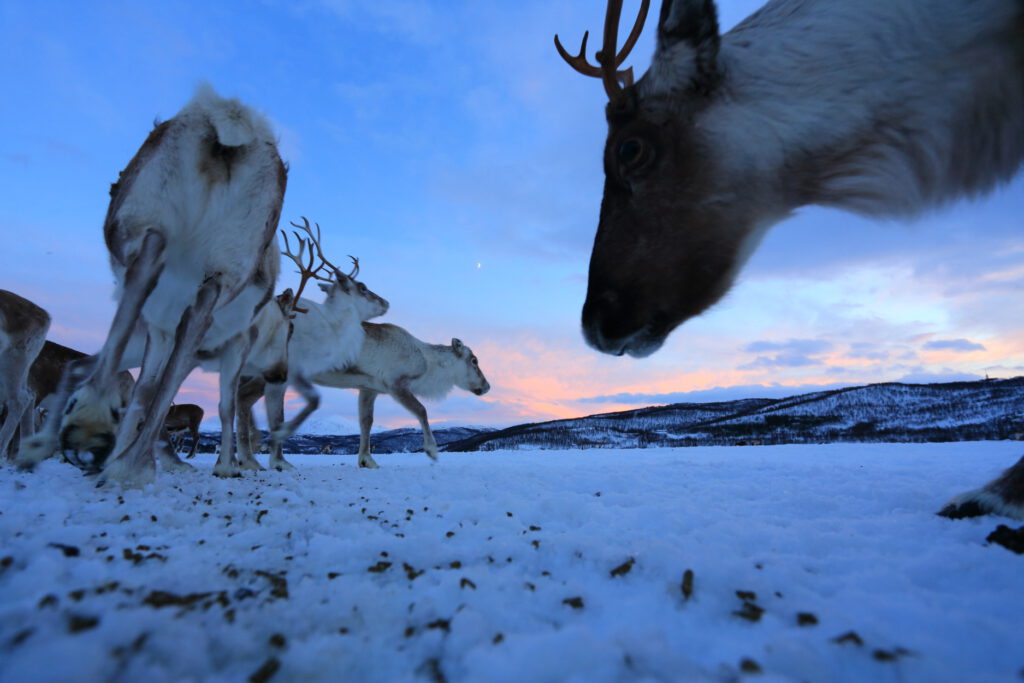 Reindeer forage for specially formulated pellets in icy field after early afternoon sunset in January 2015 near Tromsø, Norway.