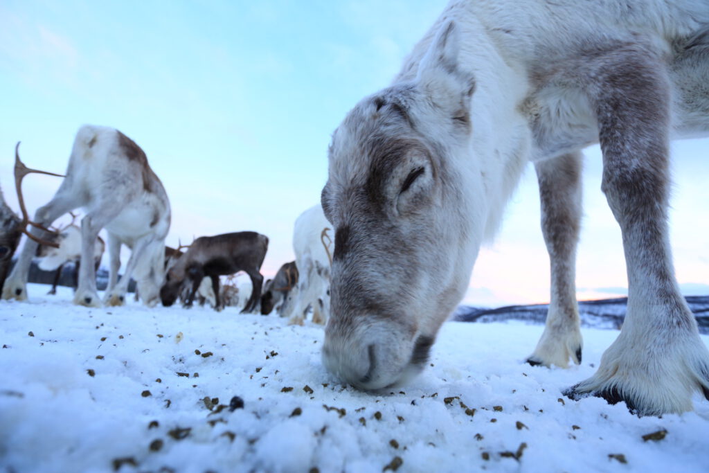 Reindeer munches on specially-formulated pellets in icy field near Tromsø, Norway.