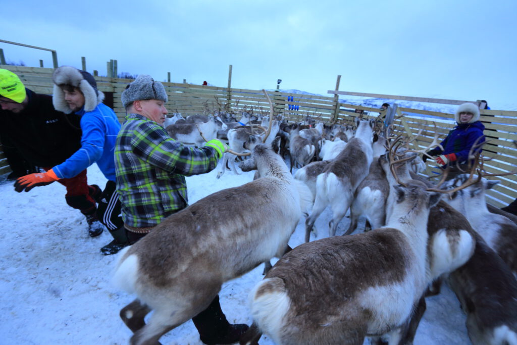 Members of the Oskal family wrestle with reindeer as they sort them in corral near Tromsø, Norway, January 2015.