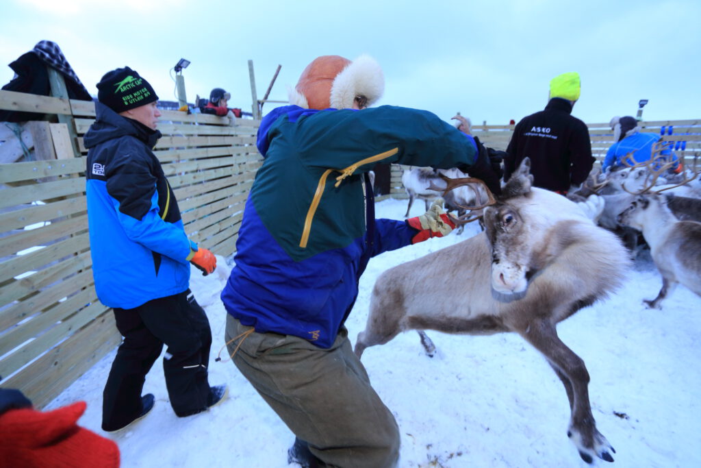 Reindeer and climate change