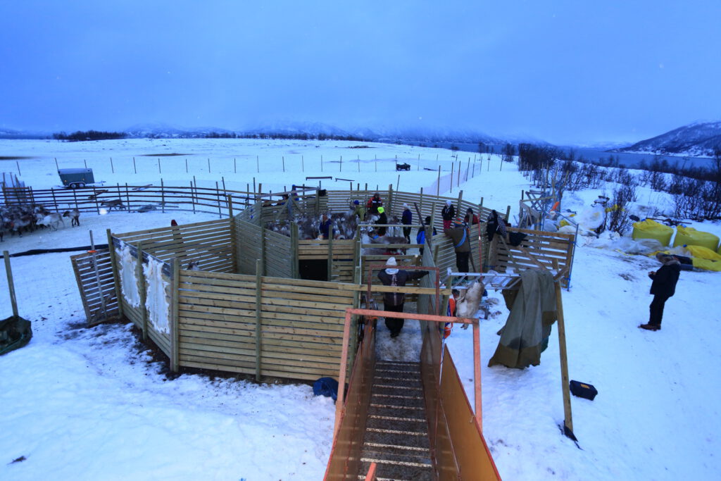 Members of the Oskal family sort their reindeer in corral near Tromsø, Norway, January 2015.