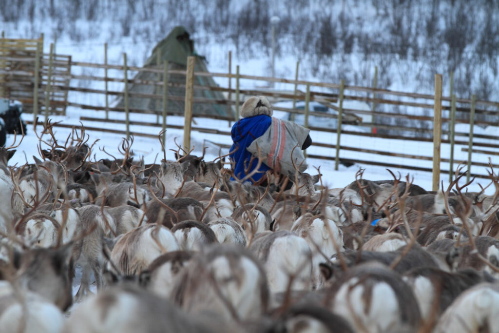 Hungry reindeer follow herdsman carrying sack of specially-formulated feed in icy field where they were confined after being stranded by unusually early November snows near Tromsø, Norway.