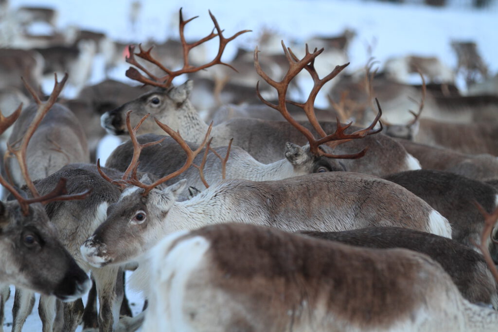 Herd of reindeer cluster in icy field near Tromsø, Norway in January 2015.