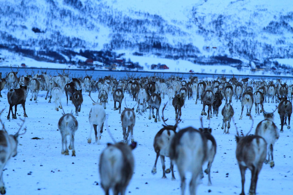 Reindeer run across icy field where they were confined after being stranded by unusually early November snows near Tromsø, Norway, January 2015.
