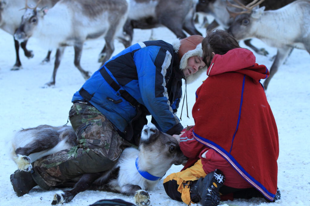 Reindeer herder Nils Ole Oskal gets help from cousin, Lise Omma, as he tags reindeer with ID collar in icy field near Tromsø, Norway, January 2015.