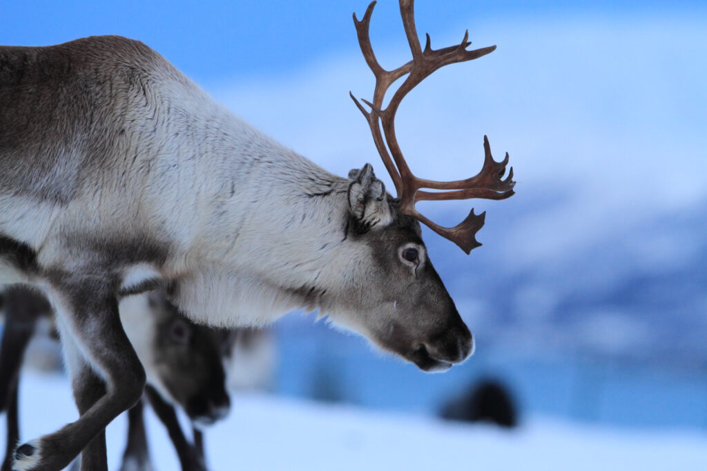 Female reindeer keep their antlers throughout winter in order to push males, who lose theirs in the fall, off of good forage areas.