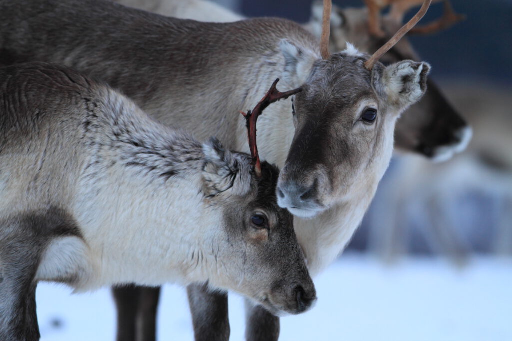 Female reindeer stands protectively beside her calf.