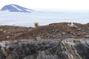 Emaciated polar bear searches for food on Leirholmen island; Kongsfjorden, Svalbard.