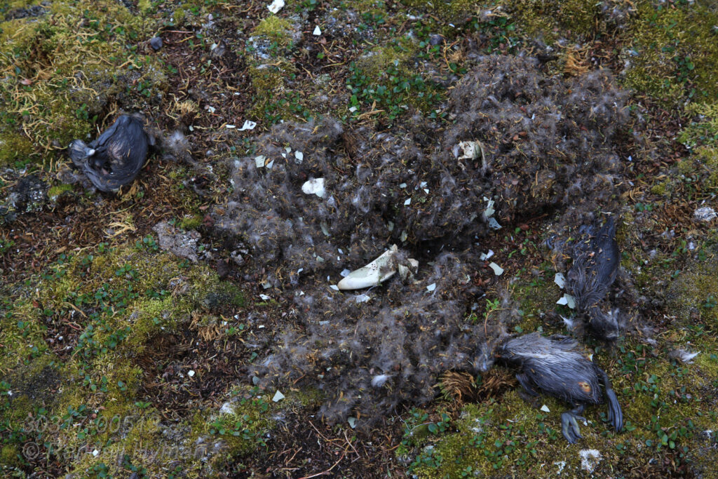 Dead chicks, crushed eggs and scattered down feathers of eider duck nest are all that is left after a polar bear attack on Storholmen island; Kongsfjorden, Svalbard.