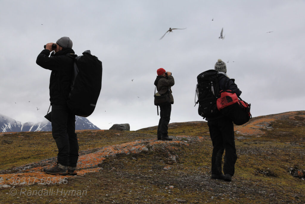 Arctic terns wheel and dive on biologists walking near their breeding colony on Storholmen island; Kongsfjorden, Svalbard.