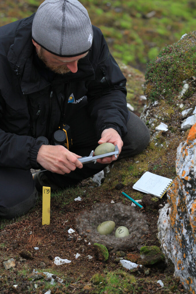Biologist Sveinn Are Hanssen (Norwegian Institute for Nature Research) measures eider duck eggs in study nest during field research at breeding colony on Storholmen island; Kongsfjorden, Svalbard.