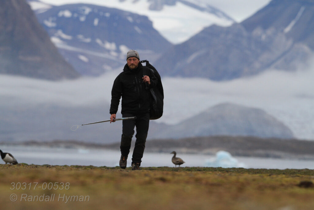 Biologist Sveinn Are Hanssen (Norwegian Institute for Nature Research) carries field gear and pole with lasso affixed for snagging eider ducks during study of breeding colony on Storholmen island; Kongsfjorden, Svalbard.