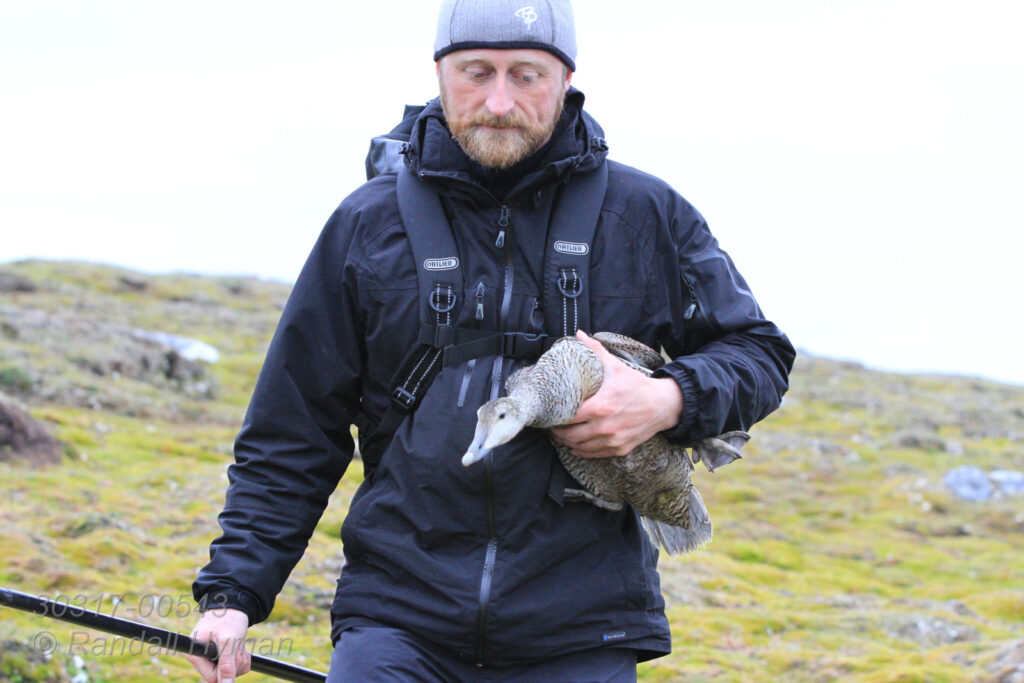 Biologist Sveinn Are Hanssen (Norwegian Institute for Nature Research) carries eider duck after snagging it with fishing line affixed to pole during study of breeding colony Storholmen island; Kongsfjorden, Svalbard.
