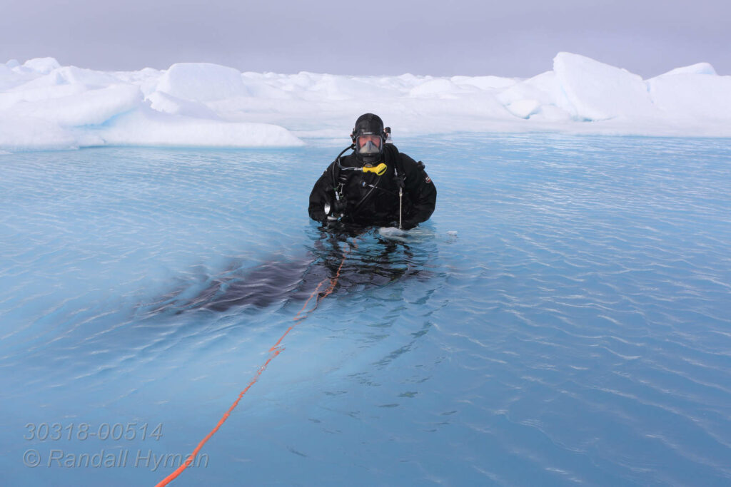 Divers from Norwegian Polar Institute research vessel RV Lance pull gear across pack ice at 82 degrees north latitude to dive and collect plankton specimens; Svalbard, Norway.