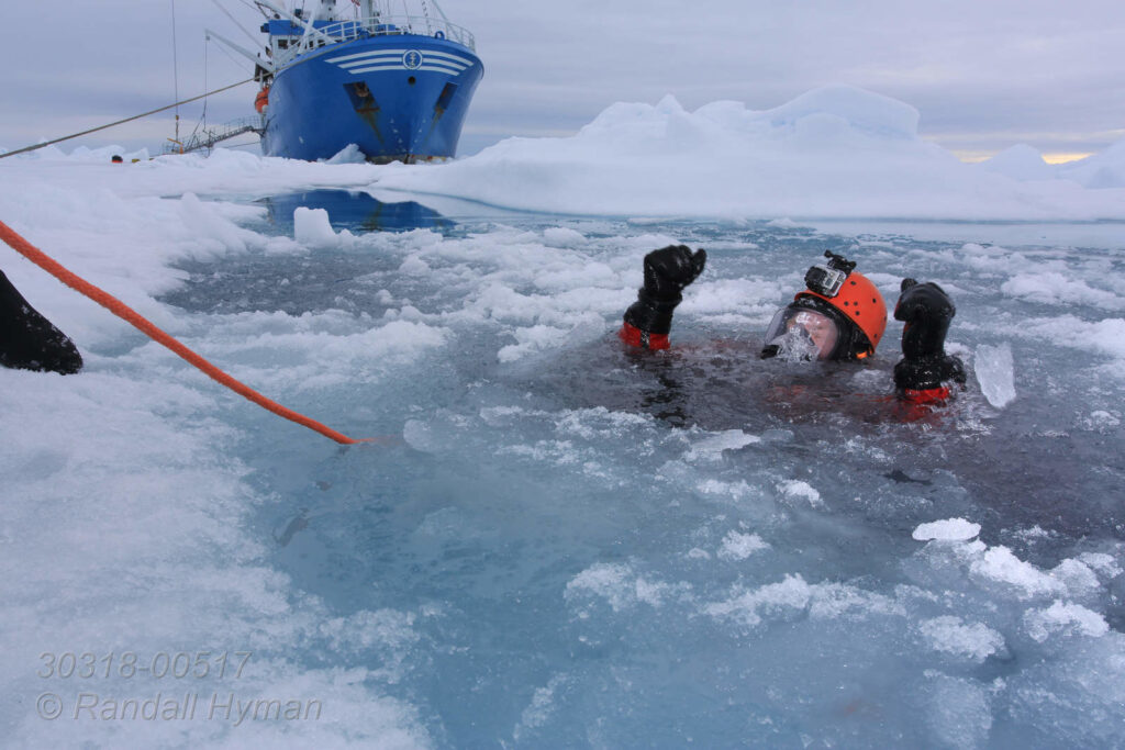 Divers from Norwegian Polar Institute research vessel RV Lance pull gear across pack ice at 82 degrees north latitude to dive and collect plankton specimens; Svalbard, Norway.
