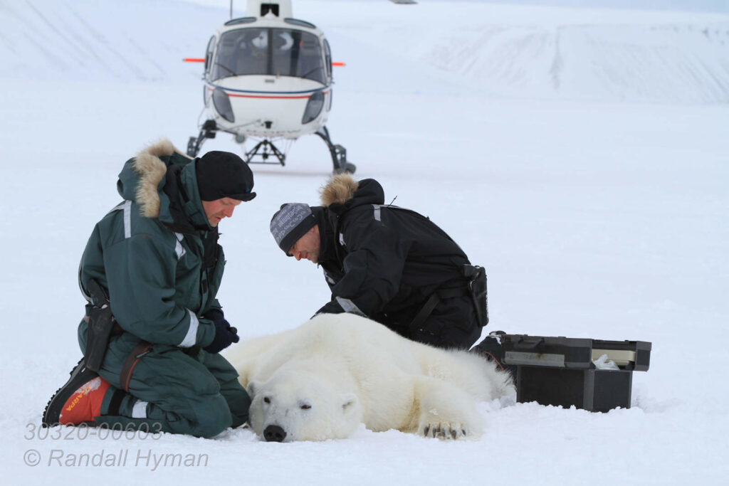 Scientists Jon Aars and Magnus Andersen collect data and samples from sedated six-year-old male polar bear in Wahlenbergfjorden at Nordaustlandet, Svalbard, Norway.