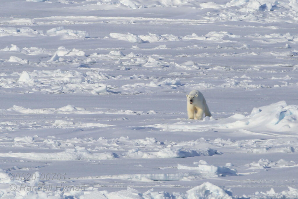 Polar bear mom looks for her two cubs on sea ice far north of Svalbard, Norway.