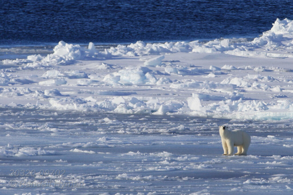 Polar bear mom looks for her two cubs on sea ice far north of Svalbard, Norway.