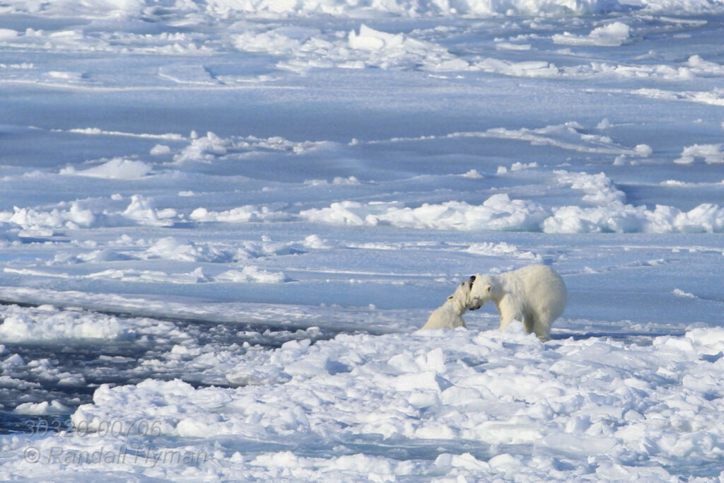Polar bear cubs play in swimming hole on sea ice far north of Svalbard, Norway.