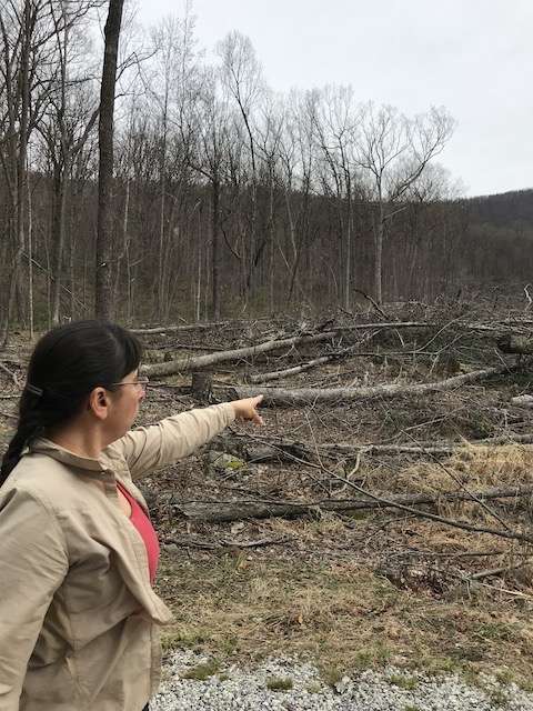 Joyce Burton, a founding member of Friends of Nelson, an anti-pipeline group, surveys the results of tree-felling work by crews preparing the route of the Atlantic Coast Pipeline, near the entrance of Wintergreen Resort in Nelson County, Virginia.