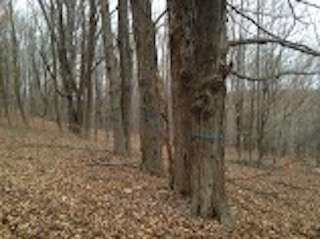 Blue sap lines are strung among the Hollerans’ doomed old sugar maples, seen in March 2016. Pink survey flags marked the planned route of the now-abandoned Constitution Pipeline. (credit: North Harf