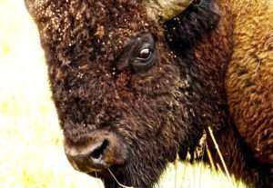 A bison's massive, furry head allows it to fight off predators, clear snow to find grass and stay warm in frigid prairie winters.