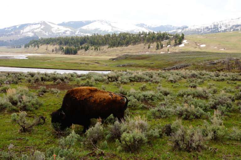Yellowstone National Park is home to the largest, genetically pure herd of American buffalo in the country. Here, they are treated as wild animals, and can wander the park at will.