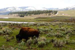 Lone bison grazing