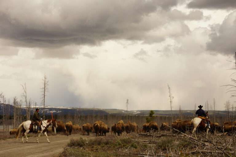 Employees of the Montana state livestock agency mount up and herd bison together to move them back to Yellowstone National Park in the spring time. It’s a controversial practice that has drawn the protest of conservation groups, The Buffalo Field Campaign in particular. But state employees and others with ranching interests used to shoot them when the left park boundaries.
