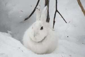 White Bunny