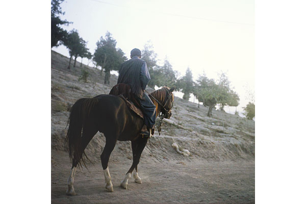 A worker tends to a horse in one of several displacement camps in Kabul.