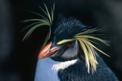 Rockhopper penguin by Dominque Filippi, Creative Commons.