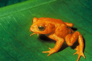 Golden Toad, Monte Verde