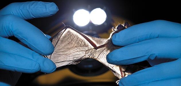 Researcher checking bat wings. Photo by Lynda Richardson