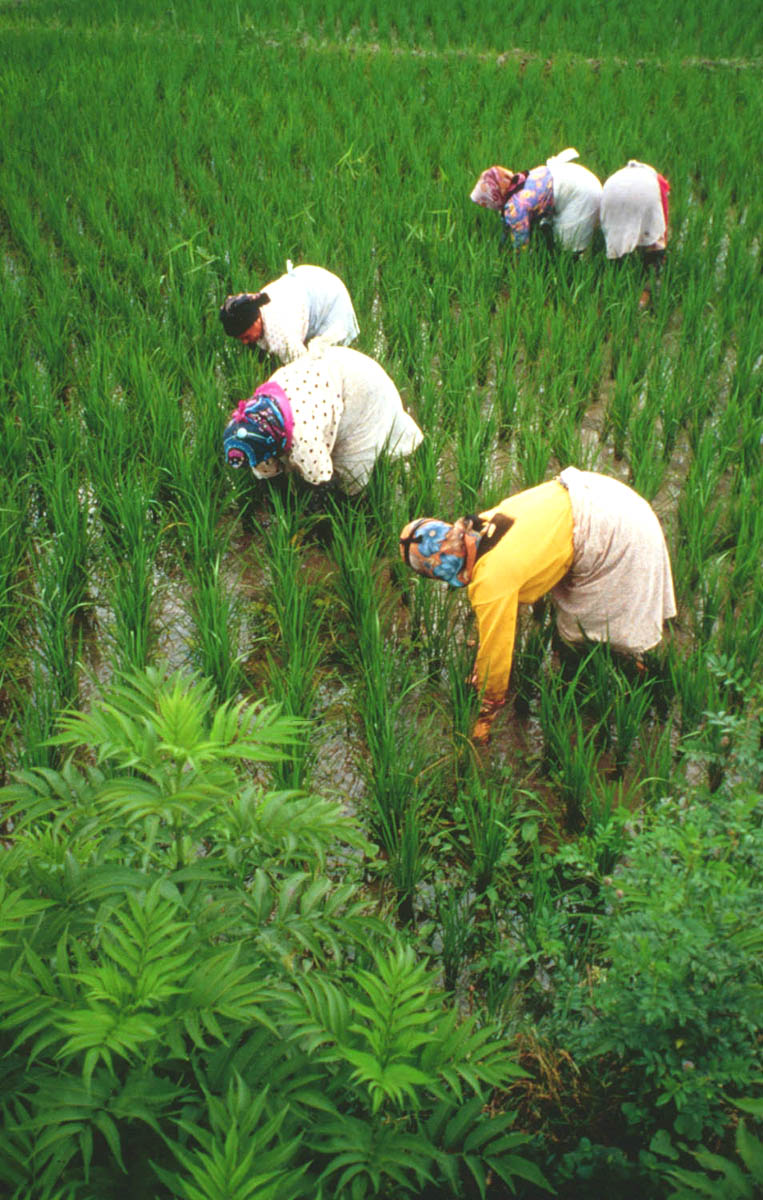 Workers pick rice in fields adjoining the Caspian oil rigs.