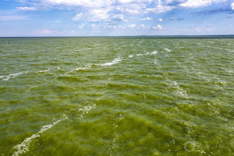 Harmful algal blooms on Lake Erie and so many of the nation’s other iconic waters are the result of toxic nutrients running off cropland from commercial fertilizer and manure. Photo © J. Carl Ganter/Circle of Blue