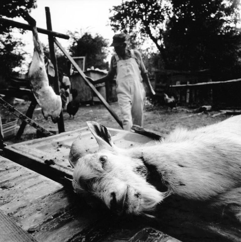 Otha Turner and friend Abron Jackson clean three goats they’ve killed early in the morning before a picnic. The goat meat will be boiled in a large black kettle in Turner’s back yard and then barbecued on a grill throughout the afternoon. During the coming night’s picnic, the goat will be sold as $3.00 sandwiches along with pork, fish and cans of beer and soda. "People always want goat at a picnic, so I try to have it for them," says Turner. "Everybody always hollering goat."