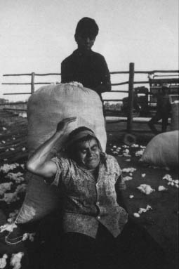 Two men strain to lift a cotton sack. A family of four might earn the equivalent of 3 to 4 U S. dollars during a long day of picking.