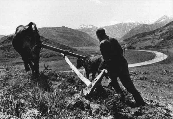 A farmer in the Gharm Valley plows the rocky hillside, using the traditional yoke and bull method, following a recent government decree allowing small private plots on hillsides adjacent to state farms. Each bull cost $200.