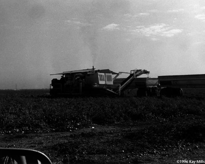 Tomato machines carry farmworkers to sort newly-picked tomatoes in the fields of Stanislaus County, near the Westley Head Start center. Years ago, center supervisor Ismelda Cantu decided she didn't want to make the hot, dusty labor on the tomato machines her life work.