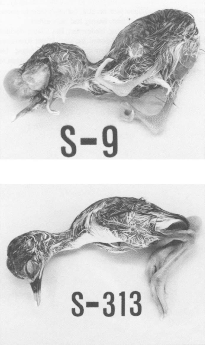 Researchers found "monstrous" deformities in birds that nested in the Kesterson Reservoir.