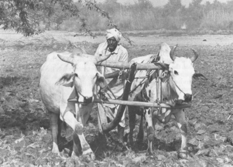 A farmer uses a crude plow pulled by bullocks to break the ground prior to planting wheat on previously salinized soil. Photo by APF Fellow Russell Clemings