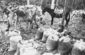 Rubber tappers at the Cachoeira Extractive Reserve load up mules with sacks full of Brazil nuts, which they have collected from the forest floor. Photo by Ricardo Azory