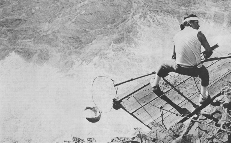 Dipnetting on the Klickitat River as his ancestors before him, Leonard Dave Jr., a Yakima Indian, pulls in a 15 lb. chinook salmon.